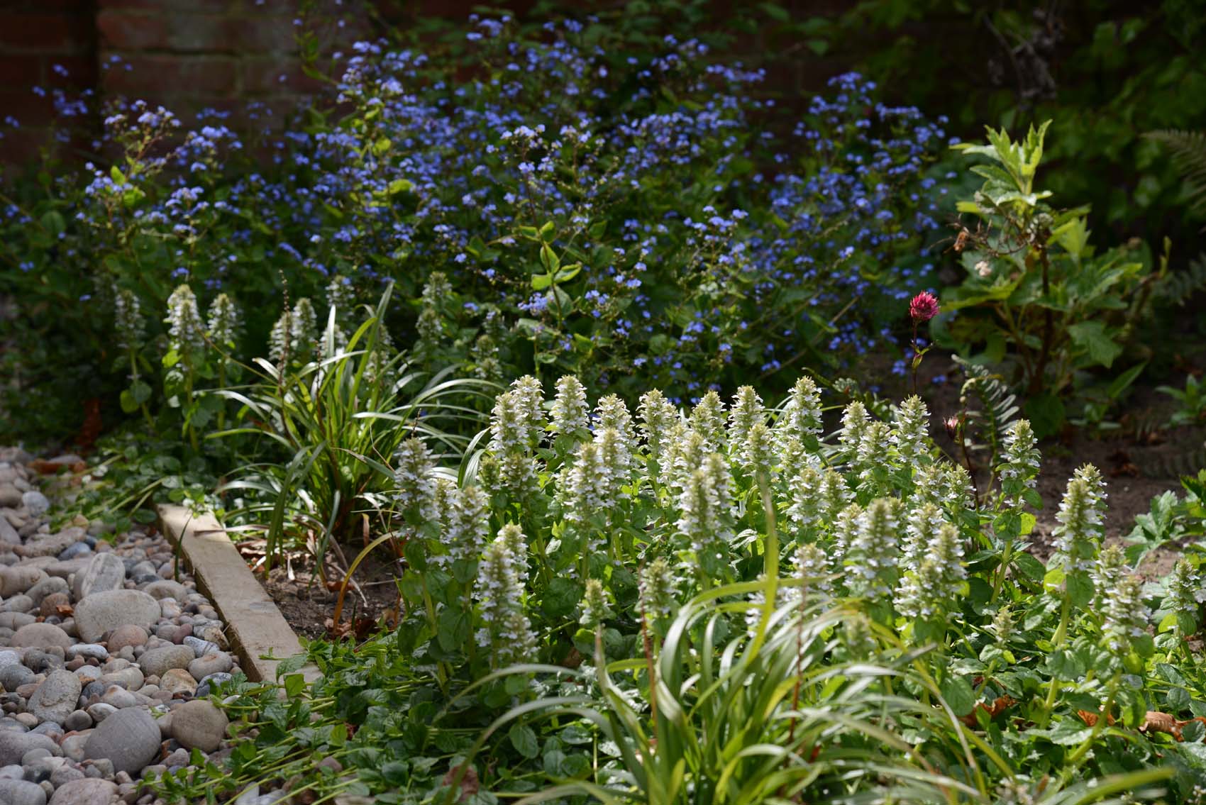 Ground cover, Ajuga reptans 'Alba'