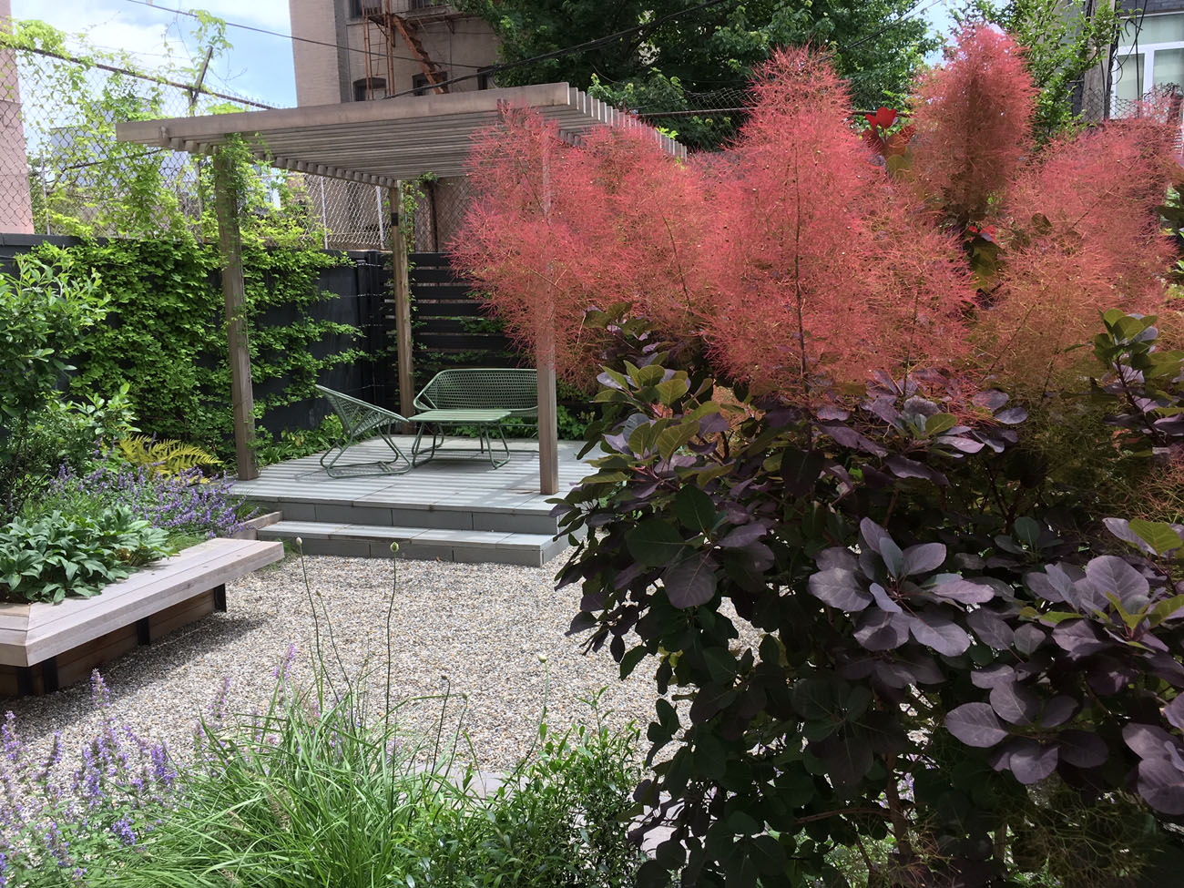 Brooklyn garden, Cotinus coggygria 'Royal Purple' with Pergola, Fermob seating