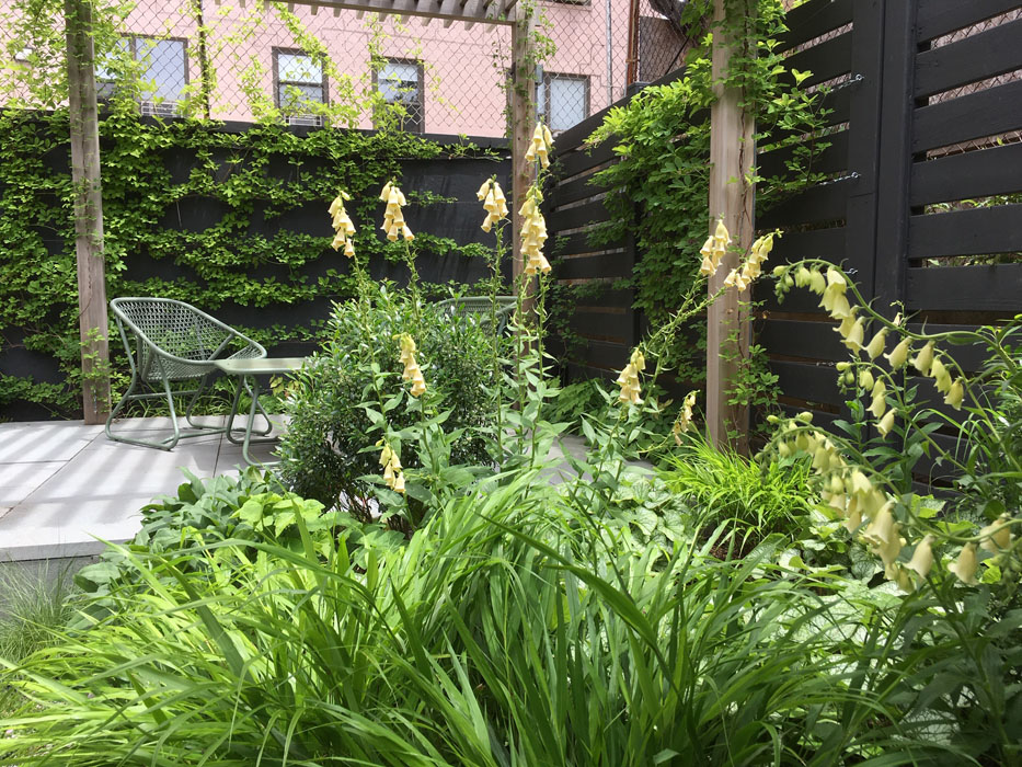 Digitalis lutea in Brooklyn back yard, NYC