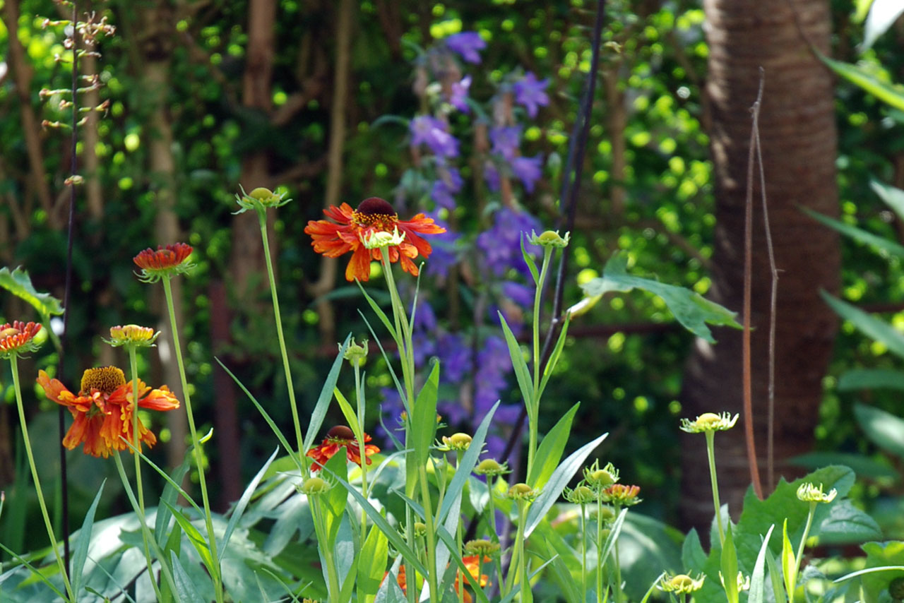 Helenium 'Moorheim Beauty'