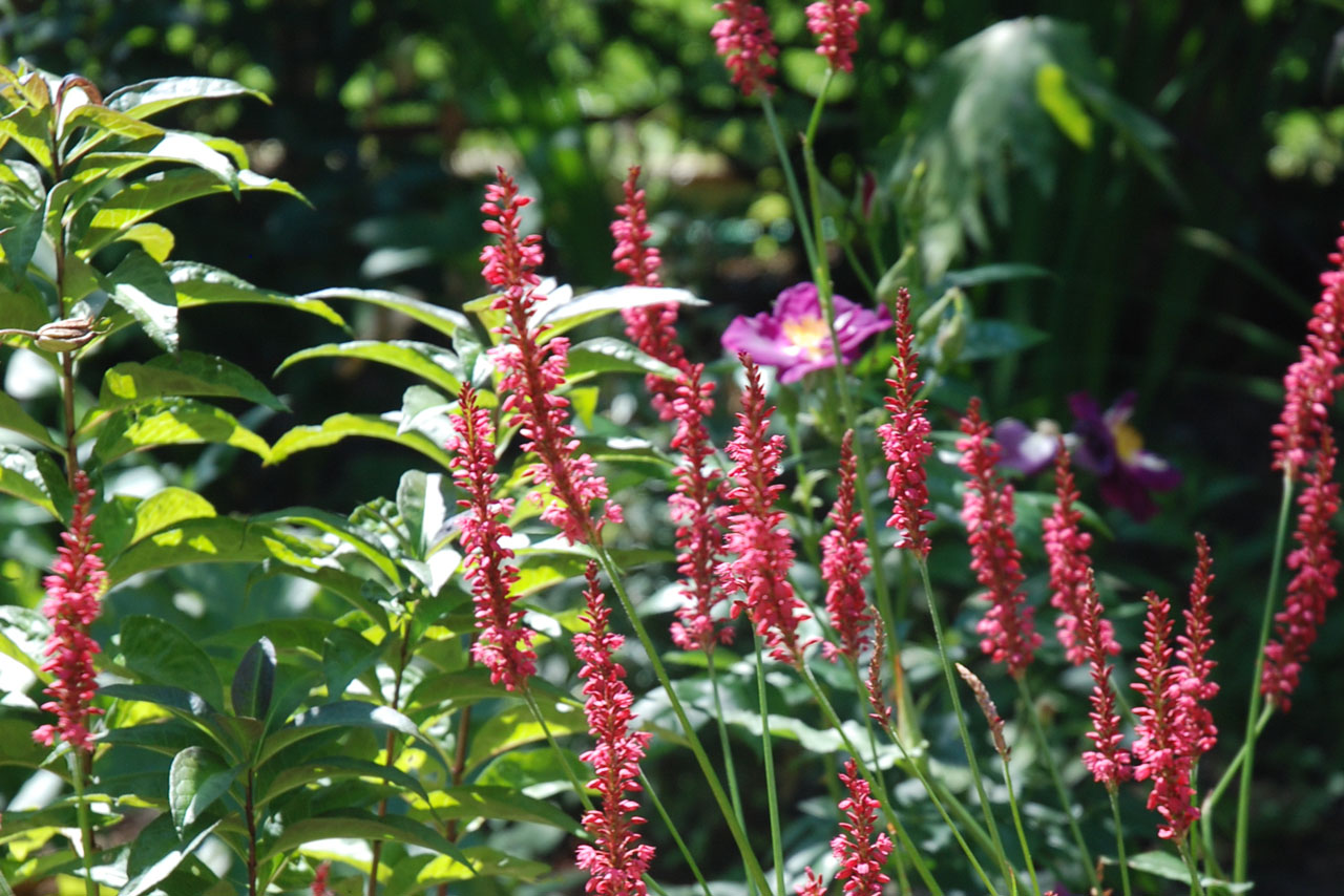 Persicaria amiplexicaulis 'Firetail'