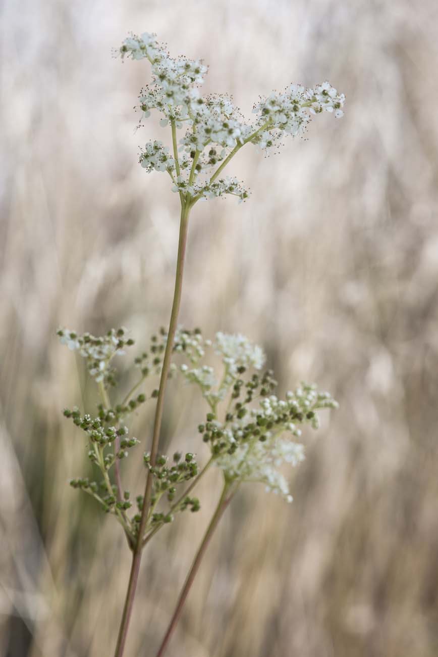 Filipendula ulmaria (meadowsweet)