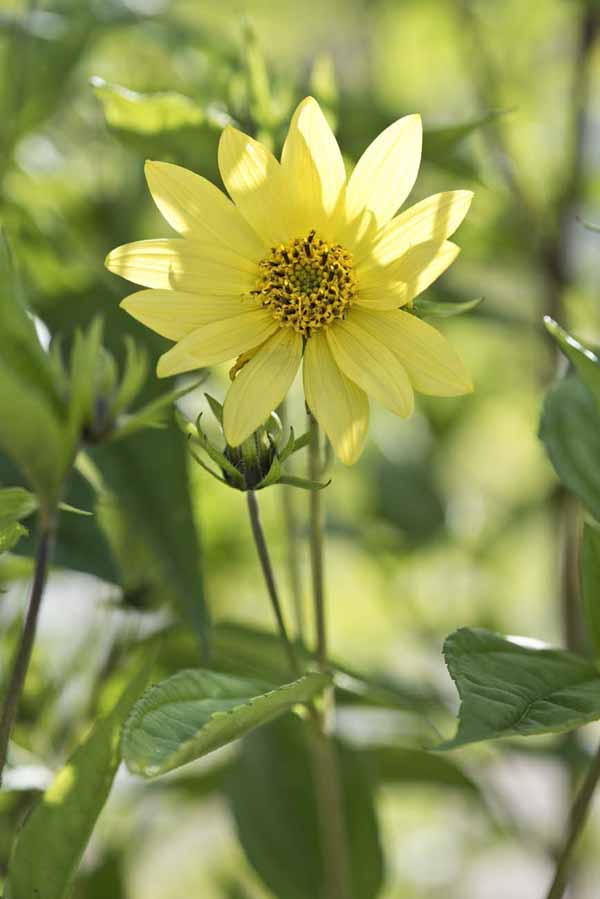 Helianthus 'Lemon Queen'