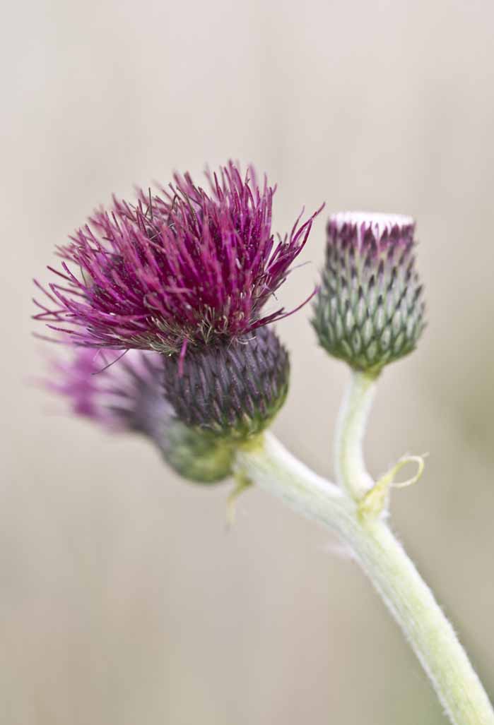 Cirsium rivulare 'Atropurpureum' (plume thistle 'Atropurpureum')