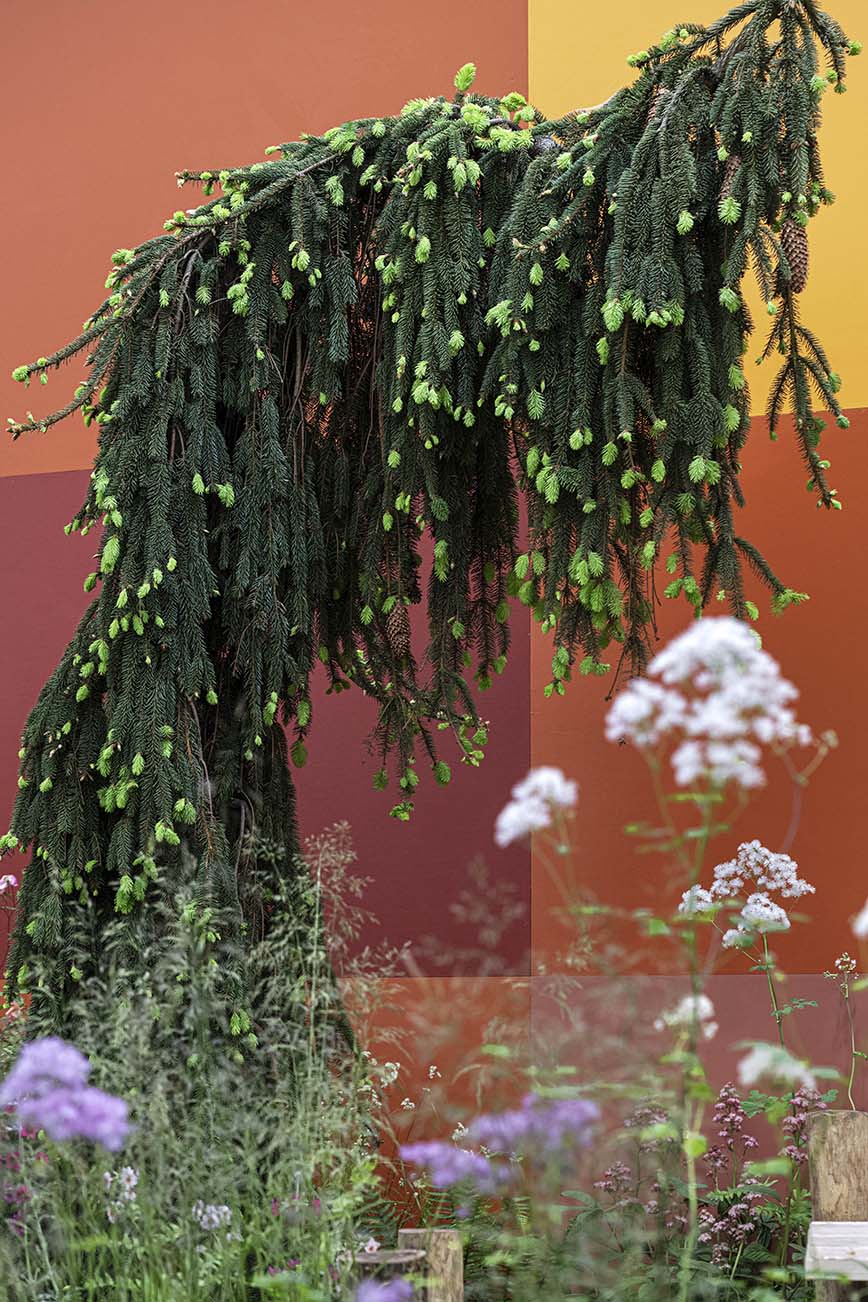 Grizzly Picea abies 'Inversa' , Semple Begg Garden Design Elsewhere Garden, RHS Chelsea Flower Show Garden