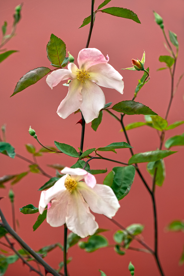 Rosa x odorata 'Mutabilis' - rose Mutabilis, Semple Begg Garden Design Elsewhere Garden, RHS Chelsea Flower Show Garden